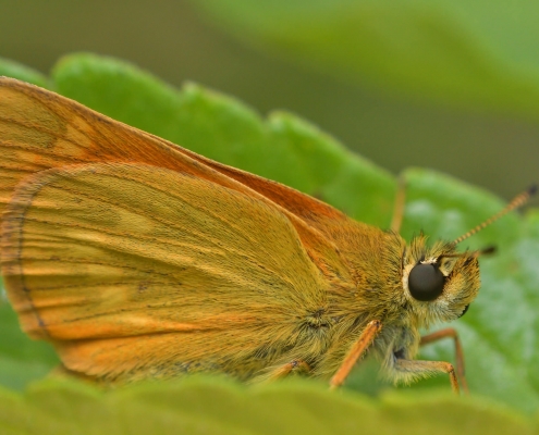 Skipper, Thymelicus lineola, Karłątek ryska, Karłątek tarninowy orange butterfly green leaf insect nature photography