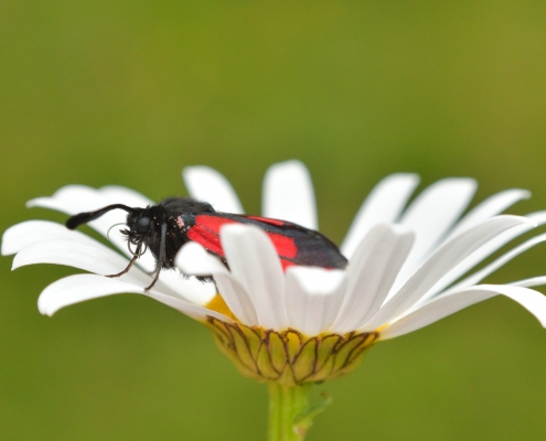 Zygaena purpuralis, Transparent burnet, Kraśnik purpuraczek, insect moth black red butterfly white flower stokrotka bellis nature photography wildlife