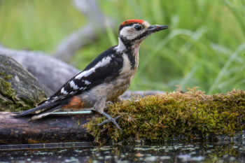 Great spotted woodpecker, Dendrocopos major, Dzięcioł duży, dzięcioł, ptak, miał czarny ptak, czerwony kapturek, czerwona główka, woda, bird, red head, forest, field, water, drinking