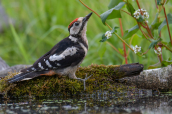 Great spotted woodpecker, Dendrocopos major, Dzięcioł duży, dzięcioł, ptak, miał czarny ptak, czerwony kapturek, czerwona główka, pijący dzięcioł, woda, bird, red head, forest, field, water, drinking