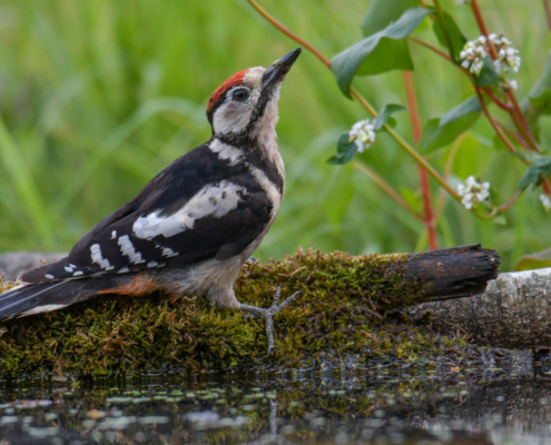 Great spotted woodpecker, Dendrocopos major, Dzięcioł duży, dzięcioł, ptak, miał czarny ptak, czerwony kapturek, czerwona główka, pijący dzięcioł, woda, bird, red head, forest, field, water, drinking