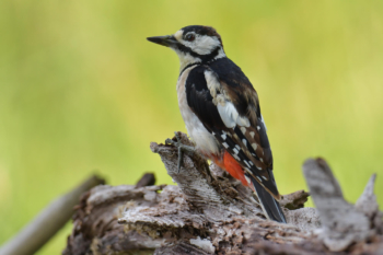 Great spotted woodpecker, Dendrocopos major, Dzięcioł duży, dzięcioł, ptak, miał czarny ptak, czerwony kapturek, czerwona główka, bird, red head, forest, field, green backgrąd, rozmyte tło, zielone tło, natura, dzięcioł na kołku