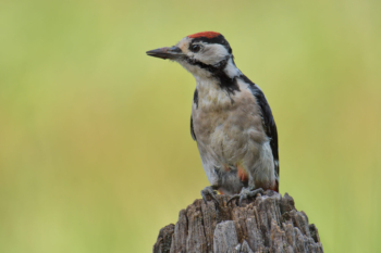 Great spotted woodpecker, Dendrocopos major, Dzięcioł duży, dzięcioł, ptak, miał czarny ptak, czerwony kapturek, czerwona główka, bird, red head, forest, field, green backgrąd, rozmyte tło, zielone tło, natura, dzięcioł na kołku, w lesie, na łące