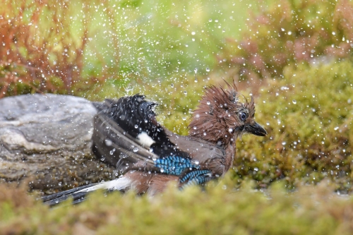 Eurasian jay, Garrulus glandarius, Sójka, color bird beige blue wings beak wildlife nature photography Artur Rydzewski, Rezerwat Świdwie, Puszcza Wkrzańska, bird in bath, wet bird close up