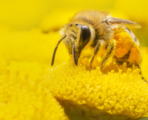 Bee, Apis mellifera, Pszczoła miodna, insect, macro, macro photography, yellow insect, yellow, yellow flower, close up, closeup, nature, world bee day