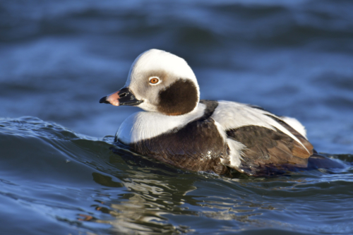 Long-tailed duck, Clangula hyemalis, Lodówka, white duck, tail, long tail, duck, white bird, water bird, blue water, wildlife