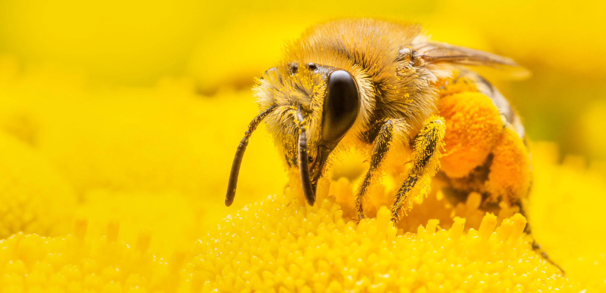 Bee, Apis mellifera, Pszczoła miodna