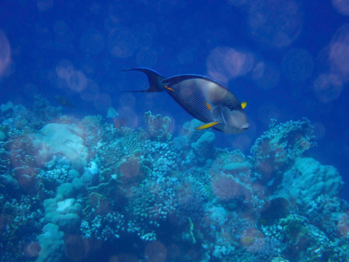 Acanthurus sohal, Sohal tang, Pokolec, coral reef red sea egypt africa, rafa koralowa egipt morze czerwone