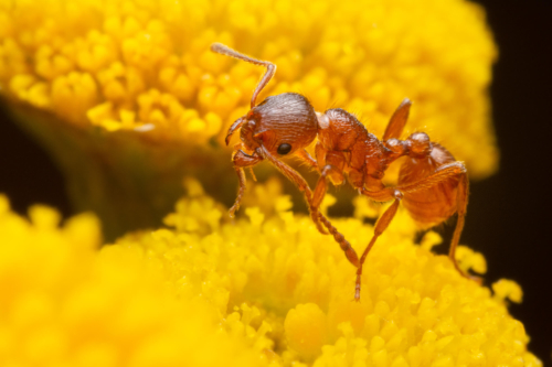 ant, ant on flower, orange ant, ant on yellow flower, macro, macro photography, extreme macro, flower, closeup, close up, mrówka, pomarańczowa mrówka, mrówka na kwiatku, kwiat, żółty kwiat, mrówka na żółtym kwiatku, makro, przyroda