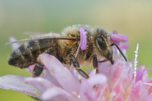 Apis mellifera, European honey bee, western honey bee, bee on flower, purple flower, close up, extreme macro, Pszczoła miodna, pszczoła na kwiatku, fioletowy kwiat, makro fotografia
