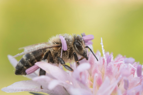 Apis mellifera, European honey bee, western honey bee, bee on flower, purple flower, close up, extreme macro, green background, Pszczoła miodna, pszczoła na kwiatku, fioletowy kwiat, makro fotografia