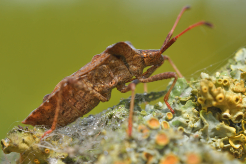 Coreus marginatus, Dock bug, insect, bug, brown bug, brown insect, Wtyk straszyk, straszyk szczawiowiec, brązowy owad, owad, robak, brązowy robak
