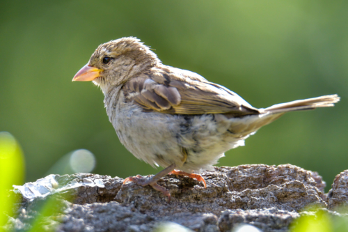 House sparrow, Passer domesticus, Wróbel zwyczajny, small bird, bird, grey bird, bird in garden, wróbel, ptak, mały ptak, szary ptak