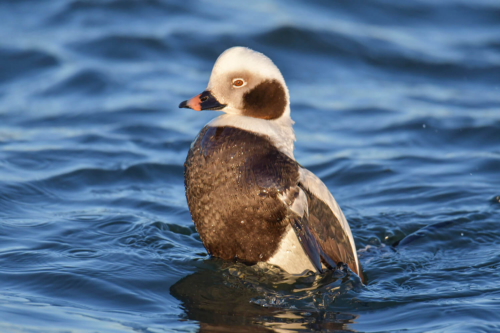 Long-tailed duck, Clangula hyemalis, Lodówka, white brown bird, water, sea, bird, ptak, biało brązowy ptak, morze