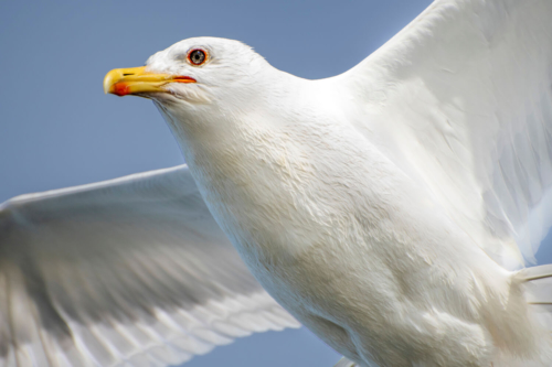 sea gull, water bird, bird, bird in flight, mewa, w locie, ptak z bliska