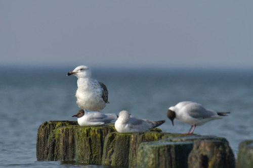Sea gull, bird, white bird, sea bird, sea, water, in water, nature, Artur Rydzewski