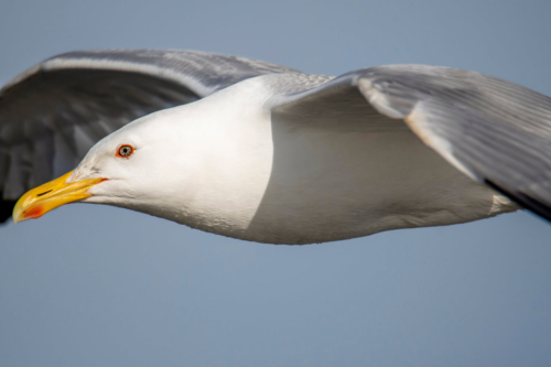 sea gull, water bird, bird, bird in flight, wings, close up, mewa, w locie, ptak