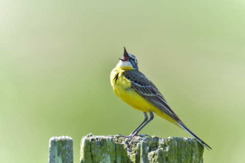 Western yellow wagtail, Motacilla flava, small yellow bird, singing bird, bird, Pliszka żółta, Wolarka, żółty mały ptak, ptak, żółty, mały, śpiewający ptak, puszcza wkrzańska