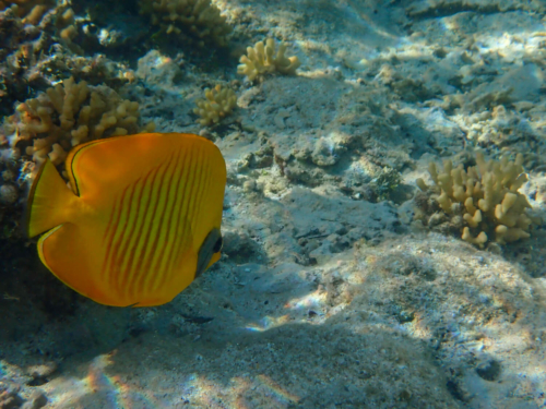 Blue-cheeked butterflyfish, Chaetodon semilarvatus, yellow coral fish red sea