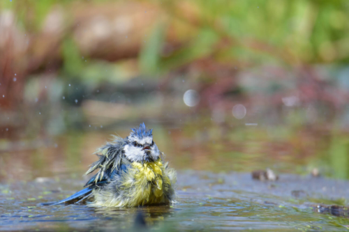 Cyanistes caeruleus, Eurasian blue tit, Modraszka, Sikora modra, small yellow blue bird, bird with blue cap, moss, nature, bath, water, drops, rezerwat świdwie, puszcza wkrzańska