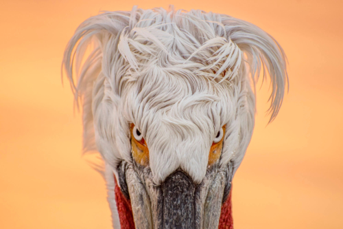 Dalmatian pelican, pelikan kędzieżawy, pelikan, bird, sunset, sunrise, orange, white bird,