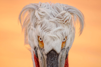 Dalmatian Pelican head close up orange background
