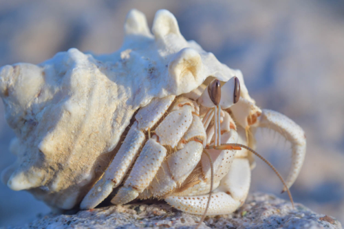 Hermit crab, Krab pustelnik, krab, muszla, natura, morze czerwone, red sea, crab, shell