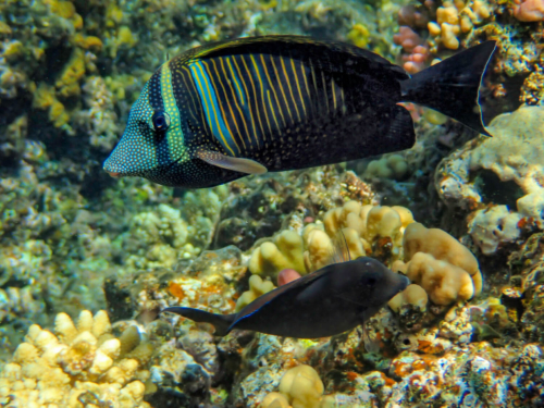 Sailfin tang, Zebrasoma veliferum, Zebrasoma żaglopłetwa, coral fish red sea fish with dots