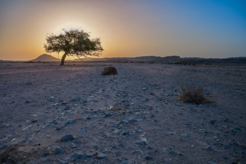 Tree in the desert, tree, desert, sun, sunrise, sunset, orange sky,