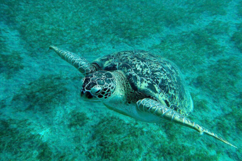 turtle from red sea water green
