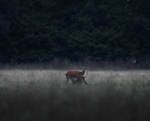 Red deer, Cervus elaphus Jeleń szlachetny Animals nature photography, animals, wildlife, Artur Rydzewski, photo dark forest