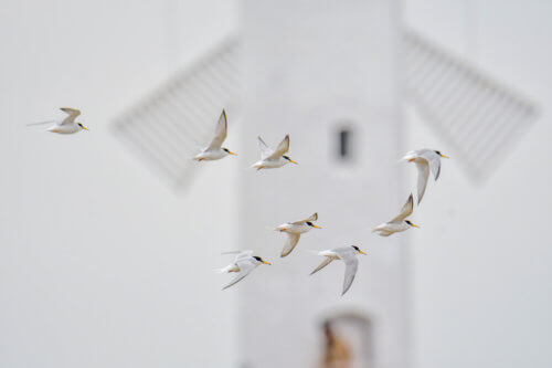 Little tern, Sternula albifrons, Rybitwa białoczelna, white bird, water bird, bird, wind mill, Świnoujście