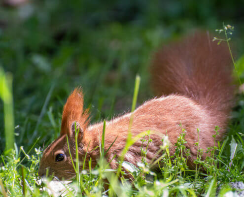 Red squirrel, Sciurus vulgaris, Wiewiórka pospolita park, lasek las ruda wiewiórka