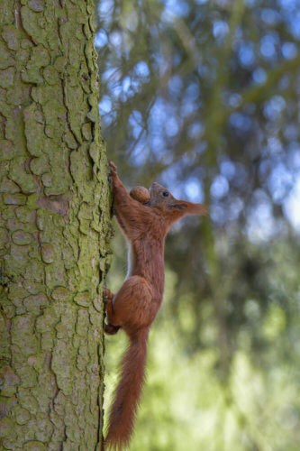Red squirrel, Sciurus vulgaris, Wiewiórka pospolita park, lasek las ruda wiewiórka wiewióra wiewiórka z orzechem orzech włoski wiewiórka na drzewie