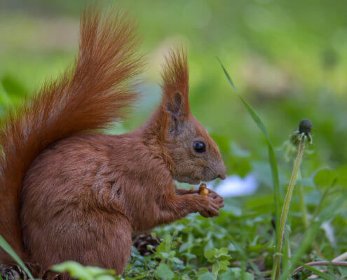Red squirrel, Sciurus vulgaris, Wiewiórka pospolita park, lasek las ruda wiewiórka wiewióra wiewiórka z orzechem wiewiórka je z jedzeniem