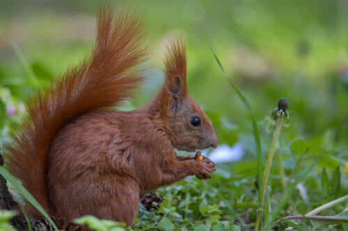 Red squirrel, Sciurus vulgaris, Wiewiórka pospolita park, lasek las ruda wiewiórka wiewióra wiewiórka z orzechem wiewiórka je z jedzeniem