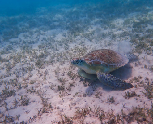 Green Turtle Chelonia mydas Żółw zielony red sea egypt water nature underwater