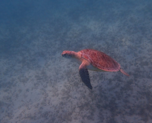 Green Turtle Chelonia mydas Żółw zielony red sea Egypt underwater water blue
