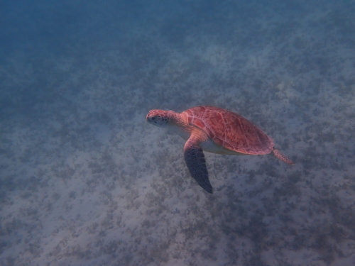 Green Turtle Chelonia mydas Żółw zielony red sea Egypt underwater water blue