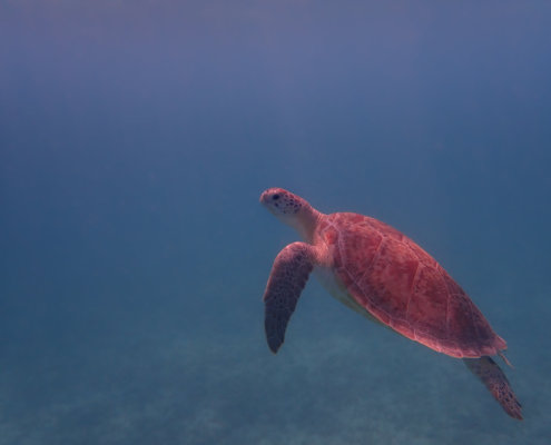 Green Turtle Chelonia mydas Żółw zielony red sea egypt underwater blue water