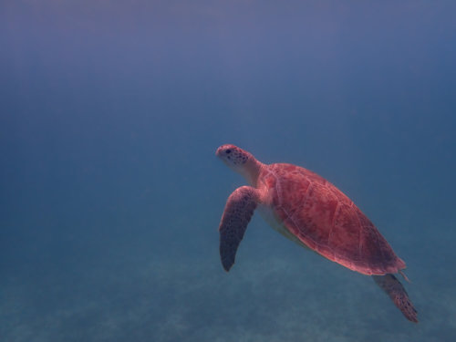 Green Turtle Chelonia mydas Żółw zielony red sea egypt underwater blue water