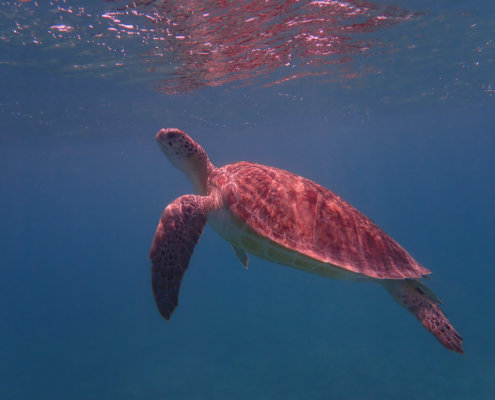 Green Turtle Chelonia mydas Żółw zielony swimming turtle red sea blue water egypt