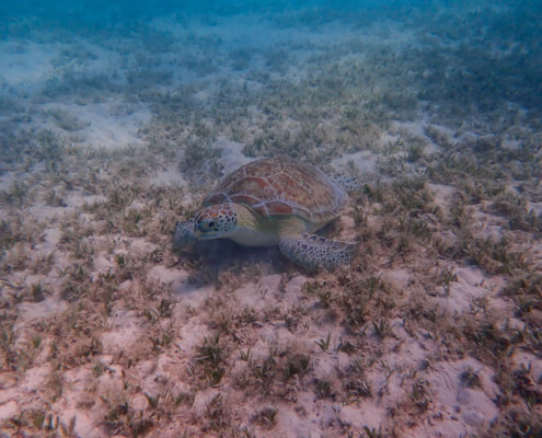 Green Turtle Chelonia mydas Żółw zielony red sea blue water Egypt water grass