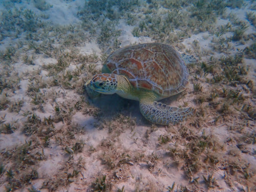 Green Turtle Chelonia mydas Żółw zielony red sea blue water grass egypt underwater