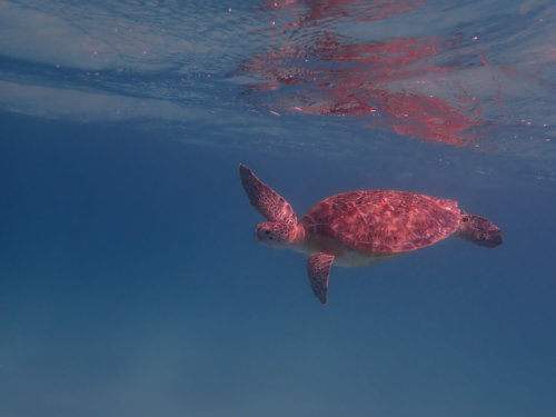 Green Turtle Chelonia mydas Żółw zielony wimming turtle in blue water red sea egypt