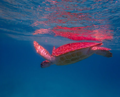 Green Turtle Chelonia mydas Żółw zielony swimming turtle blue water red sea egypt underwater natur animals