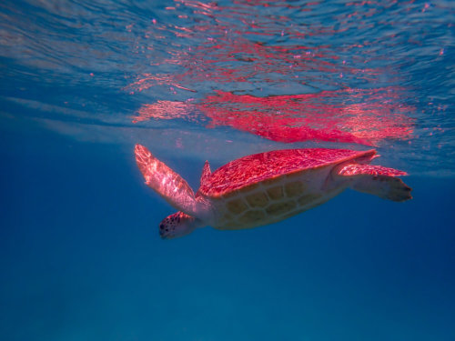 Green Turtle Chelonia mydas Żółw zielony swimming turtle blue water red sea egypt underwater natur animals
