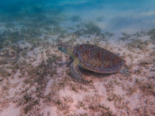 Green Turtle Chelonia mydas Żółw zielony eating turtle red sea egypt