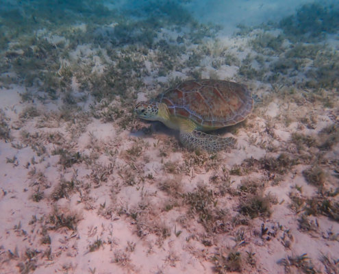 Green Turtle Chelonia mydas Żółw zielony turtle in water red sea egypt