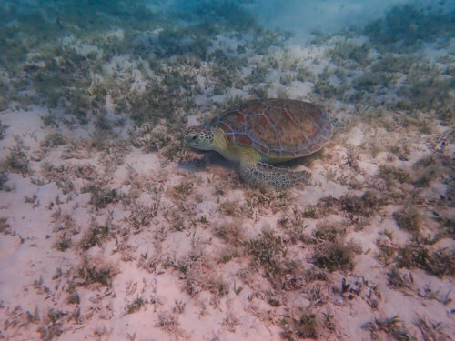 Green Turtle Chelonia mydas Żółw zielony turtle in water red sea egypt